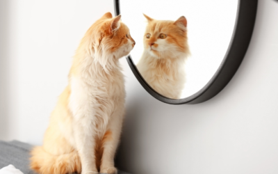 Picking the Right Heartworm Prevention for Your Pet