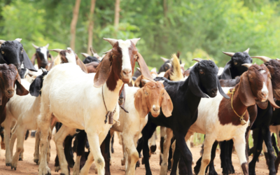 Keeping Your Small Farm Animals Healthy: Essential Tips for Anniston Residents