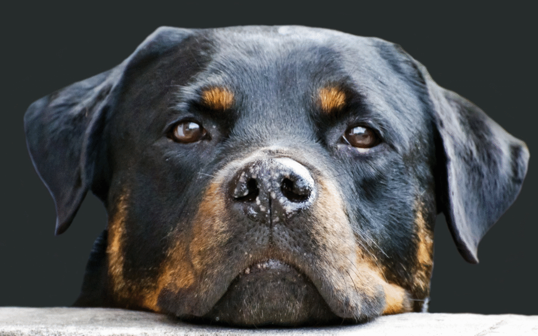Protecting Pets During Hot Weather