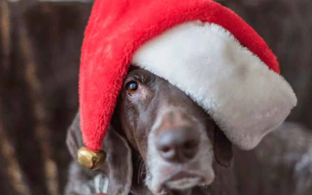 Holiday Grooming in Anniston, AL for Picture-Perfect Pets