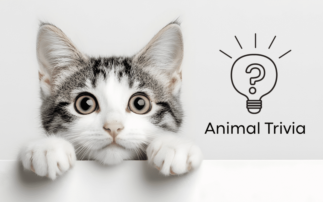 Vet Near Me Quiz – Are You Smarter Than a 5th Grader? Pet Edition
