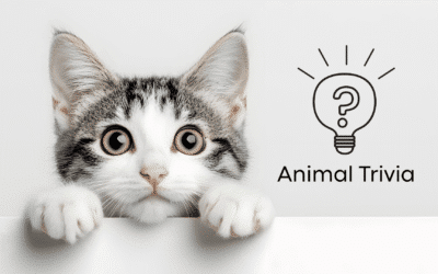 Vet Near Me Quiz – Are You Smarter Than a 5th Grader? Pet Edition