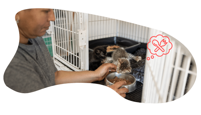 Shelter pet receiving a wellness exam at Greenbrier Animal Clinic in Anniston, AL