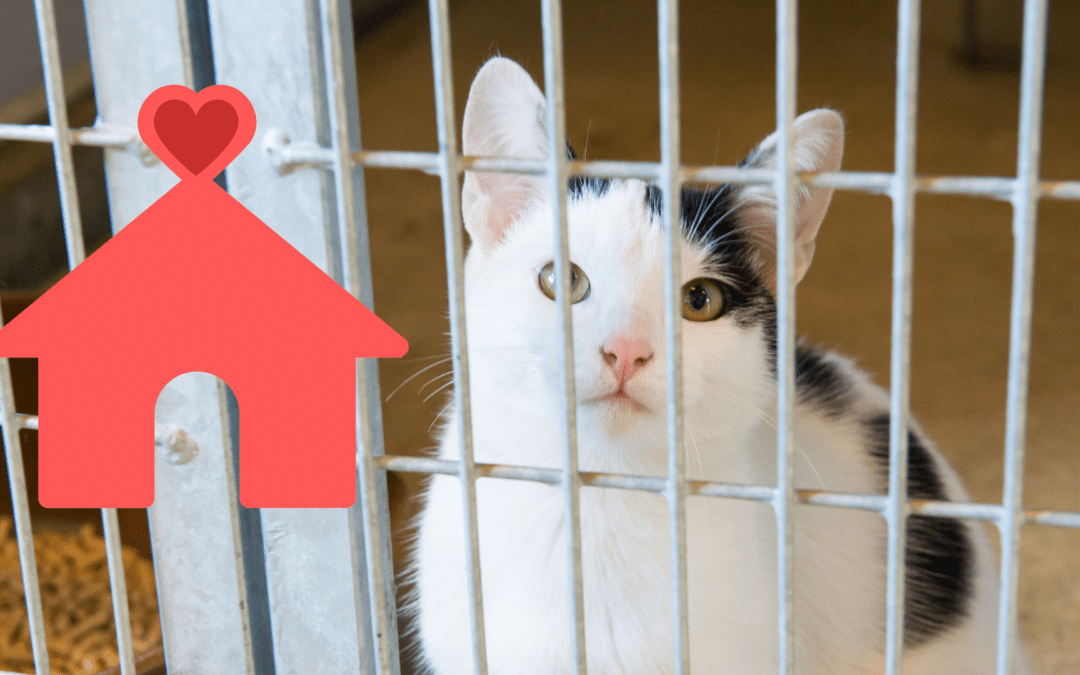 What to Think About When Adopting a Shelter Pet in Anniston, AL