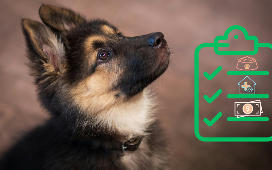 A New Pet Starter Guide