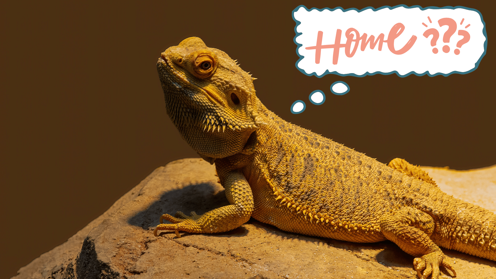 Bearded dragon thinking about home in Anniston, AL